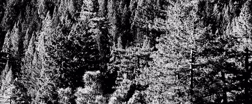 foto foresta emission.png